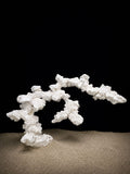 Abyssal Reef — Bonsai